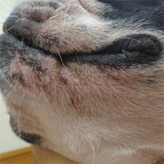 性ホルモン疾患による感染性皮膚炎_after➁
