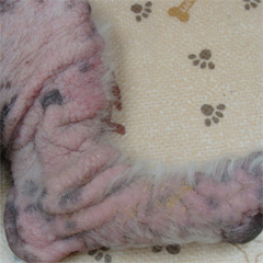 後肢1