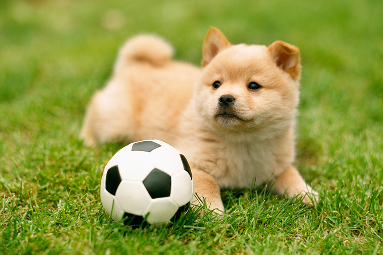 柴犬の皮膚病