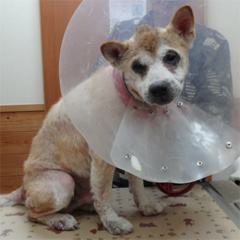 性ホルモン疾患によりコントロール不能となった犬アトピー性皮膚炎1