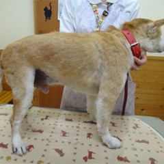 性ホルモン疾患によりコントロール不能となった犬アトピー性皮膚炎2