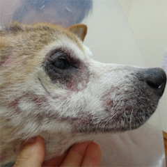 性ホルモン疾患によりコントロール不能となった犬アトピー性皮膚炎3