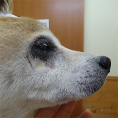 性ホルモン疾患によりコントロール不能となった犬アトピー性皮膚炎4