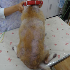 性ホルモン疾患によりコントロール不能となった犬アトピー性皮膚炎5