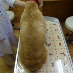性ホルモン疾患によりコントロール不能となった犬アトピー性皮膚炎6