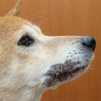 ステロイド療法による治療成績1