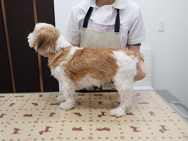 症例2.脂漏性マラセチア性皮膚炎2
