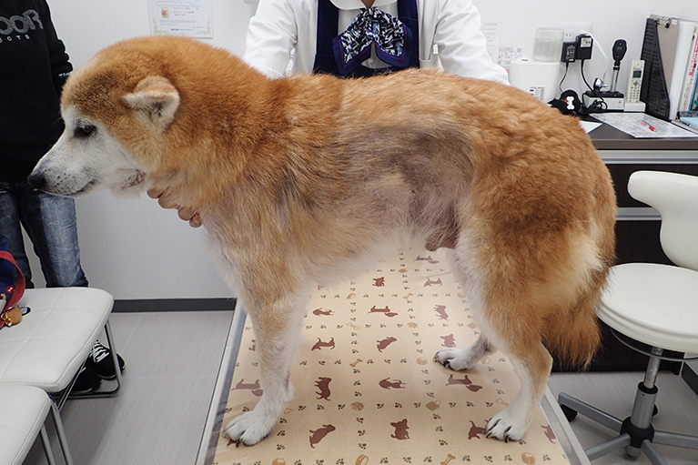 柴犬の脱毛疾患1