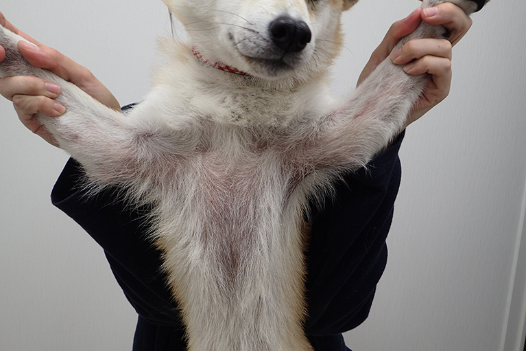 柴犬の脱毛疾患2