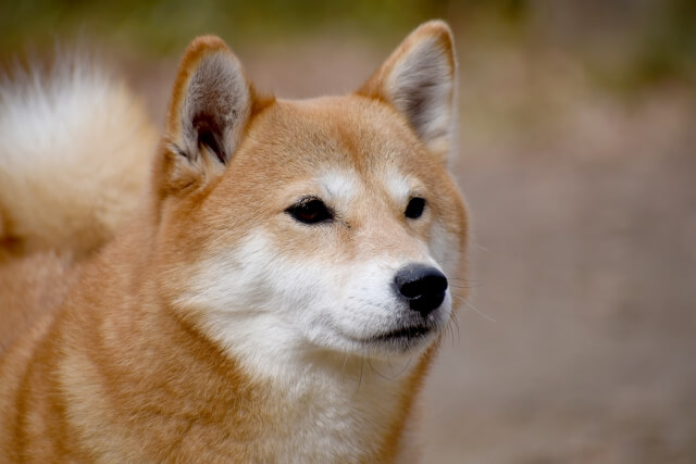 柴犬