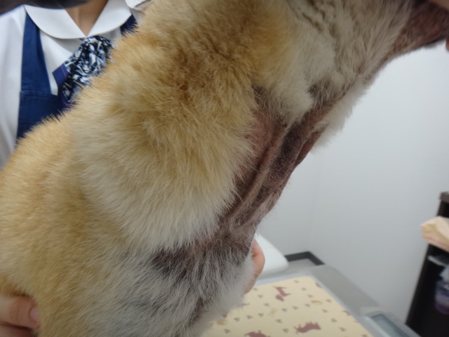 脂漏症2