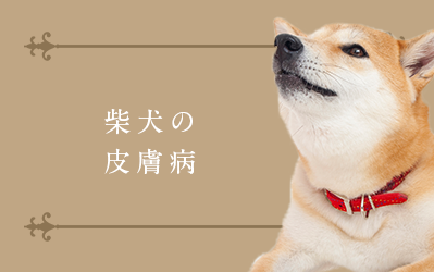 柴犬の皮膚病
