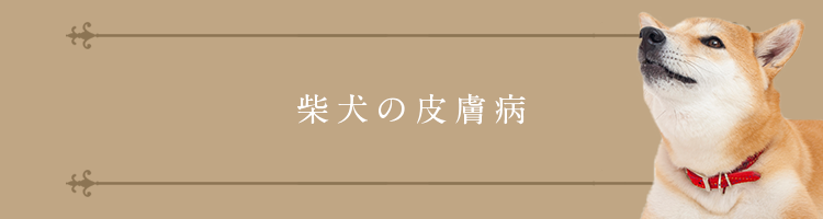 柴犬の皮膚病