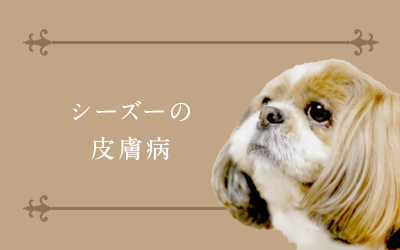 シーズーの皮膚病