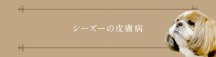 シーズーの皮膚病