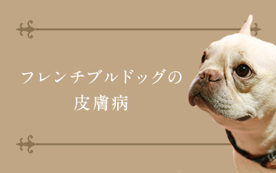 フレンチブルドッグの皮膚病