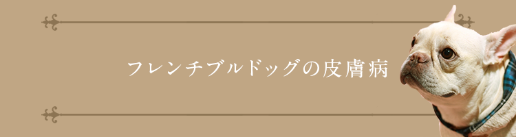 フレンチブルドッグの皮膚病