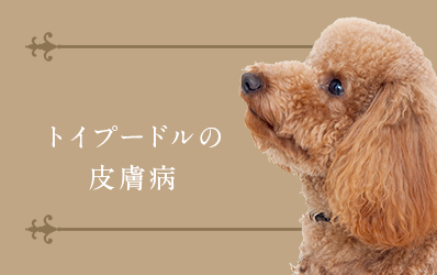 トイプードルの皮膚病