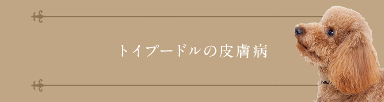 トイプードルの皮膚病