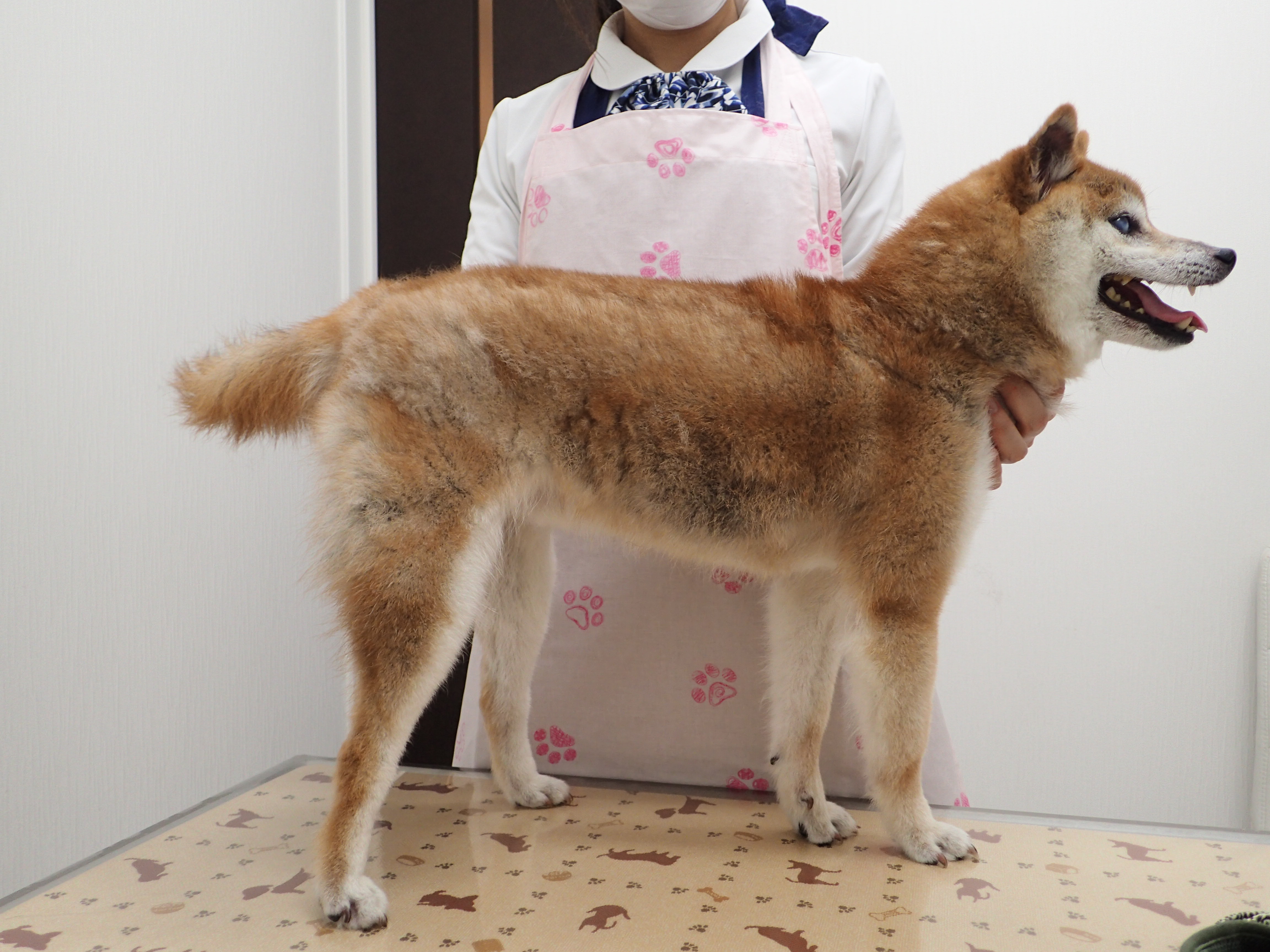 柴犬特有疾患
2