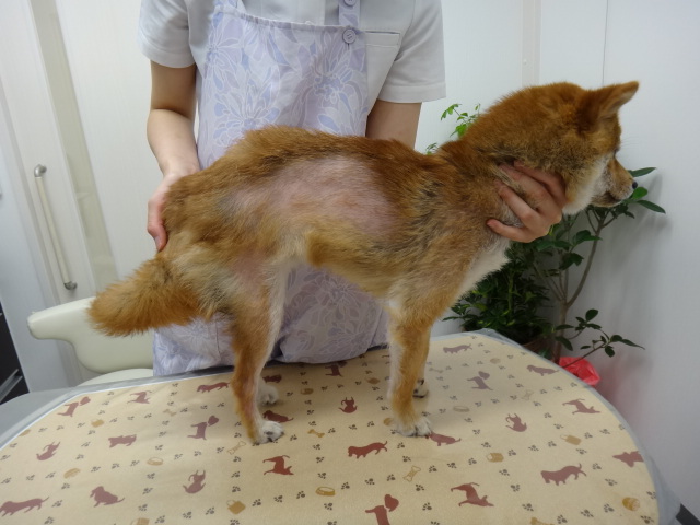柴犬特有疾患
1