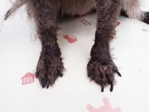 心因性掻痒症2