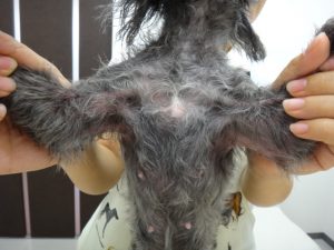 脂漏症2