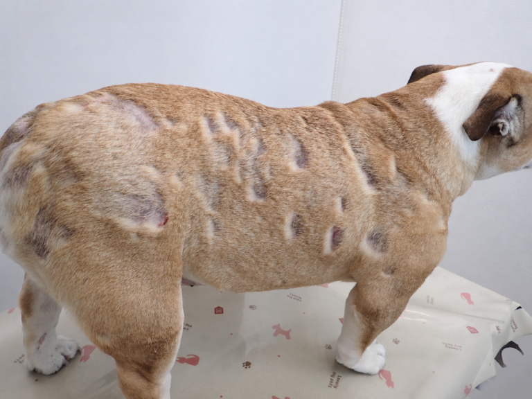 Pyoderma in English Bulldogs1
