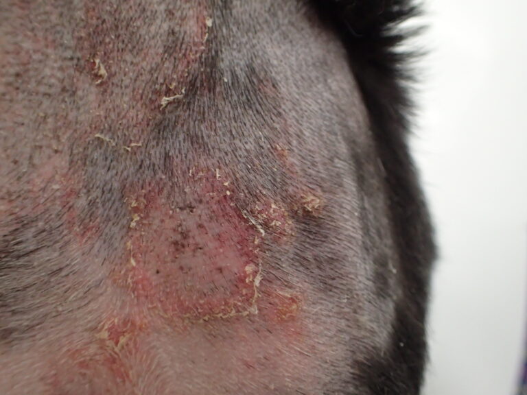 Chihuahua with pyoderma1