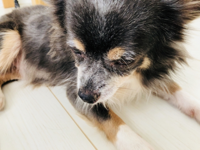 落ち込む犬