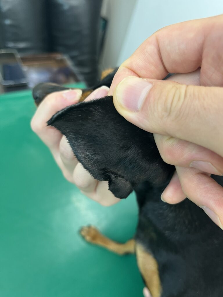 ミニチュア・ピンシャー（耳介辺縁皮膚症）